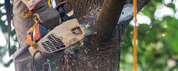 Best Storm Damage Tree Cleanup  in Cameron, TX