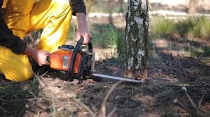 Best Tree Risk Assessment  in Cameron, TX