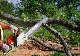Best Tree Preservation Services  in Cameron, TX