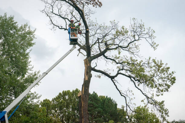 Best Tree Health Inspection  in Cameron, TX