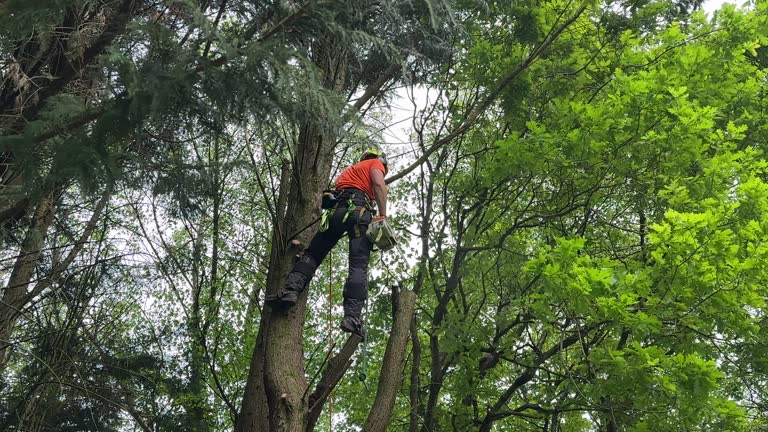 Best Tree Removal  in Cameron, TX