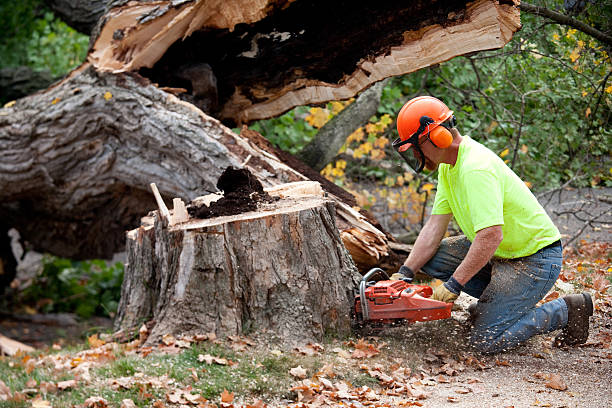 Best Emergency Tree Removal  in Cameron, TX